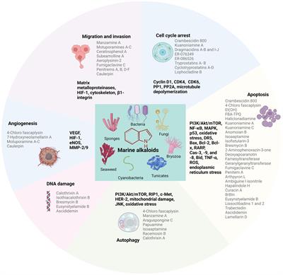 The therapeutic potential and application of marine alkaloids in treating breast cancer